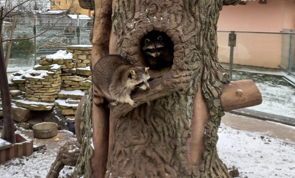 Обігрівачі та щоденні вітаміни: як живе Подільський зоопарк у Вінниці взимку