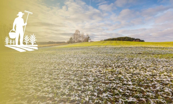 Озимі культури на Вінниччині перезимували стабільно