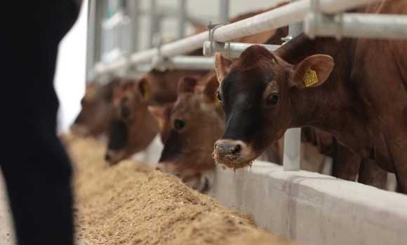 Перша з початку вторгнення на Вінниччині відкрили унікальну ферму на 1200 голів