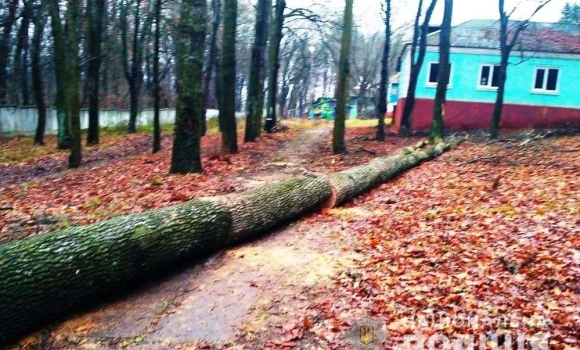 В Жмеринському районі «чорні лісоруби» вирізали дуби на території дитячого табору