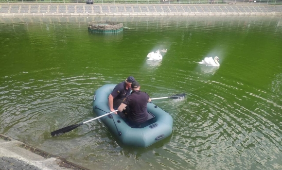 У Вінниці на озері біля центрального парку рятували маленького лебедя