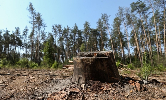 Підприємство, яке вирубало ліс на Вінниччині, виплатить 910 тис. грн збитків