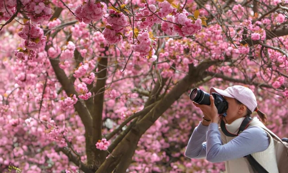 Плани на 17 квітня нові поїзди, фестивалі квітів та марафон просвітницьких заходів