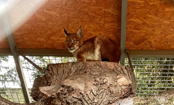 Подільський зоопарк у Вінниці прихистив тварин із чотирьох областей