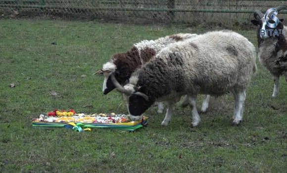 Подільський зоопарк відзначив річницю 30-кілограмовим тортом для мешканців звіринцю