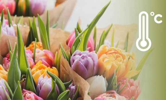 Погода у Вінниці синоптики приємно здивували прогнозом на 8 березня