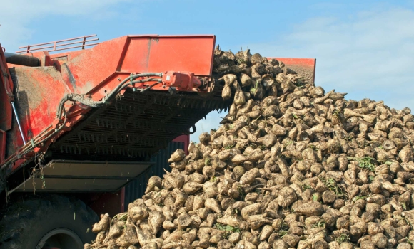 Понад 320 тисяч тонн цукру виробили на Вінниччині