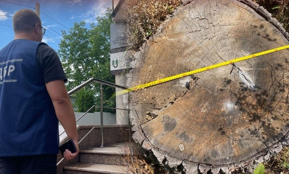 Понад 50 млн грн збитків через вирубку дерев - судитимуть посадовців на Вінниччині