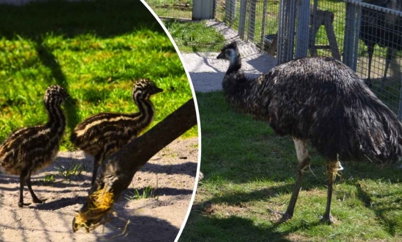 Поповнення у Подільському зоопарку вперше в історії закладу вилупилися пташенята Ему