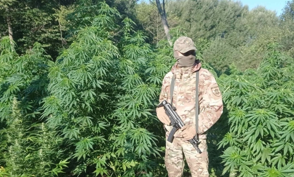 Правоохоронці ліквідували на Вінниччині масштабну наркоплантацію