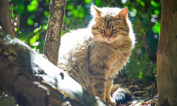 Рідкісний лісовий кіт приймав сонячні ванни та потрапив в об’єктив камери