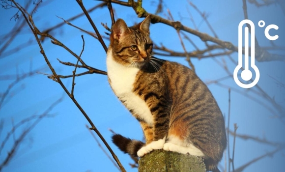 Різке потепління накриє Вінниччину, але синоптики згадують у прогнозах й приморозки