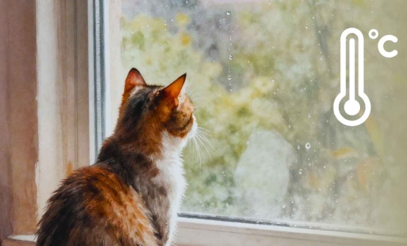 Робочий тиждень у Вінниці почнеться з дощів та незначного похолодання