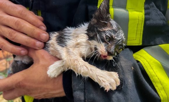 Рятувальники у Вінниці розібрали стіну будівлі, щоб витягти кошеня
