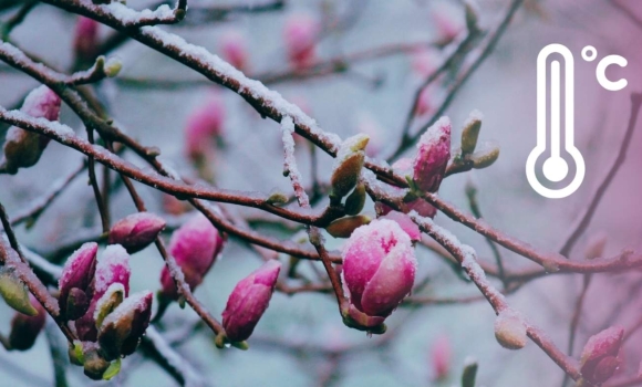 Сади під загрозою синоптики дали тривожний прогноз для мешканців Вінниці та області