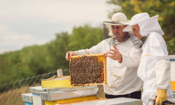Ще двоє бджільників отримають компенсацію від Вінницької громади