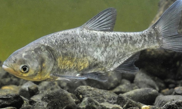 Ще п'ять тонн риби випустять в Ладижинське водосховище у Степашках