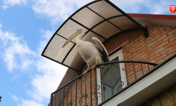 У Вінниці розважає малечу унікальний пелікан Патрік