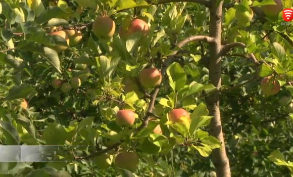 Яблука з гербом України вирощують на Вінниччині