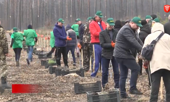 На Вінниччині відновлюють ліси