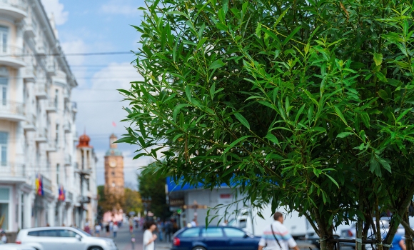 Сергій Моргунов близько 1500 дерев висадять у Вінниці цього року