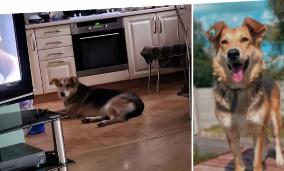 Ще одна собака з Вінницького муніципальному притулку знайшла новий дім