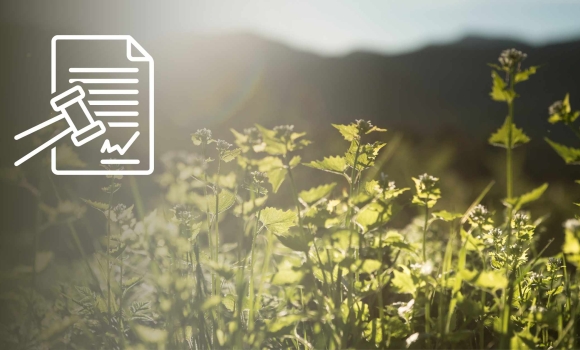 Щоб зберегти рідкісні види рослин, вінницька прокуратура звернулась до суду