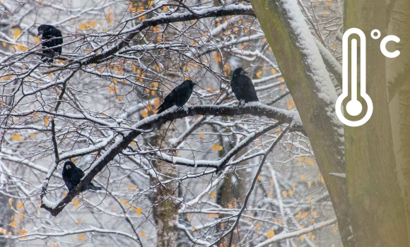 Скільки ще триватиме снігопад на Вінниччині синоптики поділились прогнозами
