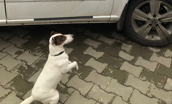 Собака Могилів-Подільських прикордонників знайшов в авто набої для зброї