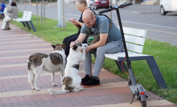 У Вінниці нова програма регулювання чисельності тварин гуманними методами