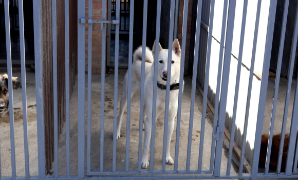 У Вінниці в Муніципальному притулку для тварин наразі 77 собак