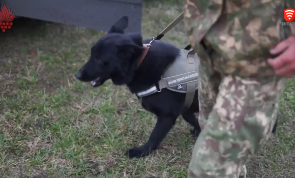 Собаки-гвардійці з "Червоної Калини" працюють у зоні бойових дій