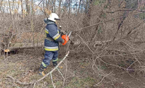 Сьогодні, 21 лютого, сильний вітер повалив чимало дерев у Вінниці та області