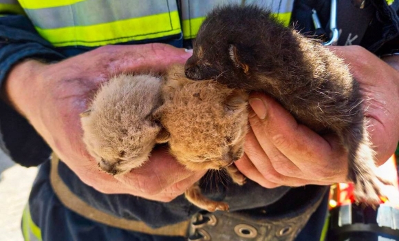 "Спецоперацію" з порятунку трійки новонароджених кошенят провели вінницькі рятувальники
