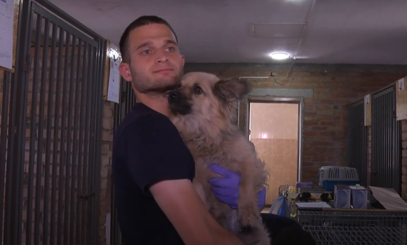 Стерилізують та вакцинують від сказу: у Вінниці лікарі-ветеринари допомагають безпритульним собакам