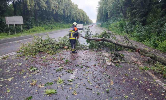 Сильний вітер повалив дерева у двох районах Вінниччини