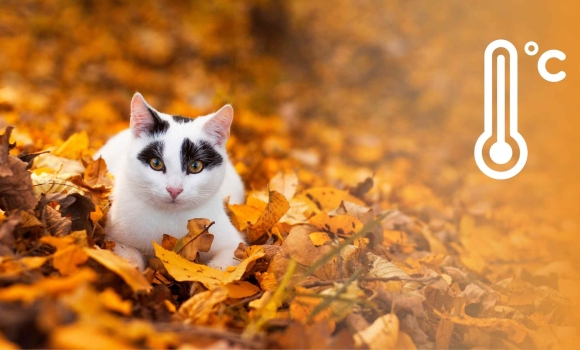 Синоптики попереджають вінничан про рвучкий вітер в останній день жовтня Синоптики попереджають вінничан про рвучкий вітер в останній день жовтня