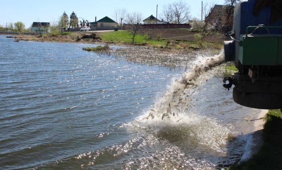Тонну зарибку випустили у спиртзаводський ставок в Калинівці