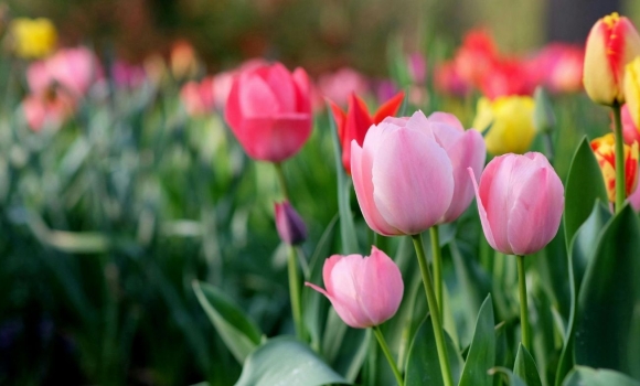 Тюльпанова лихоманка на Вінниччині у звичайній теплиці родина виростила 20 тис. квітів