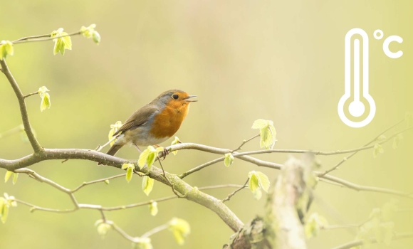 Тиждень для вінничан почнеться з 13 градусів тепла синоптики пояснили, що буде потім