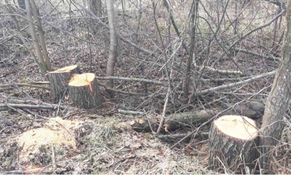 У Барській громаді незаконно вирізали дерева - збитки понад 1 млн грн