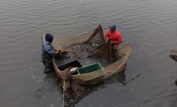 У Дмитренківське водосховище на Гайсинщині випустили ще понад тонну риби