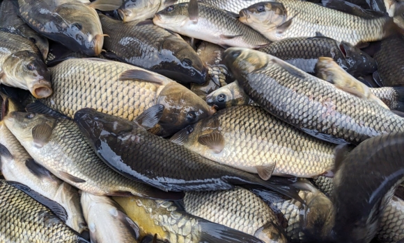 У Дмитренківське водосховище на Гайсинщині випустять 12 тонн риби