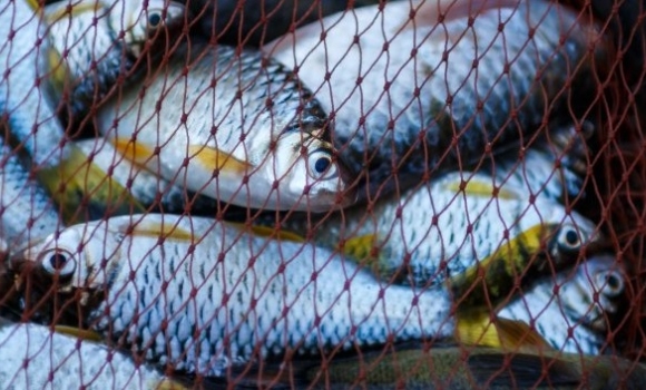 У Гайсинському районі спіймали двох браконьєрів, які сітками виловлювали рибу