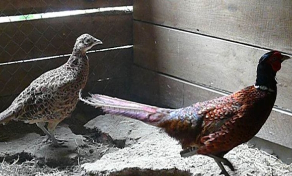У Гайсинському районі вирощують "царських" птахів - фазанів