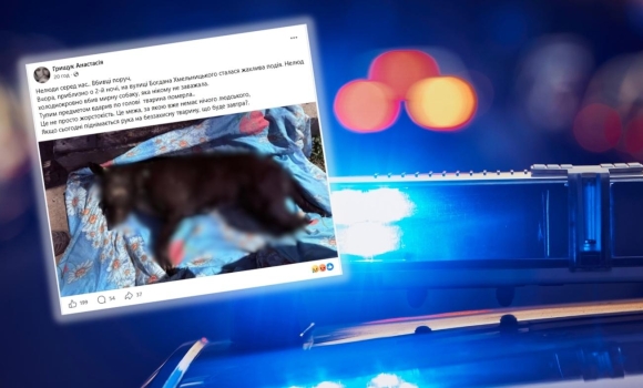 У Гнівані правоохоронці з’ясовують обставини жорстокої смерті безпритульного собаки