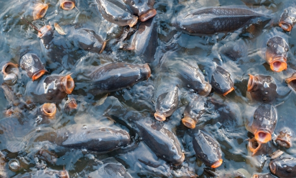 У Кирнасівське водосховище в Тульчинському районі випустять чотири тонни риби