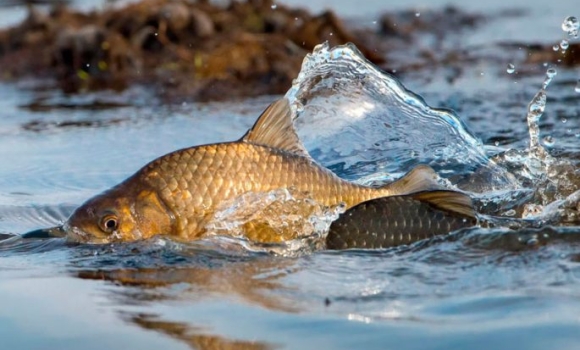 У Ладижинське водосховище випустять дві з половиною тонни риби