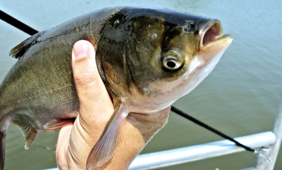 У Ладижинське водосховище випустять понад 70 тис. рибин коропа та товстолоба