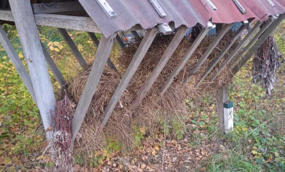 У лісах Вінниччини перевірили підгодівельні майданчики для диких тварин